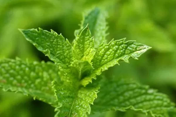 Yerba buena hojas