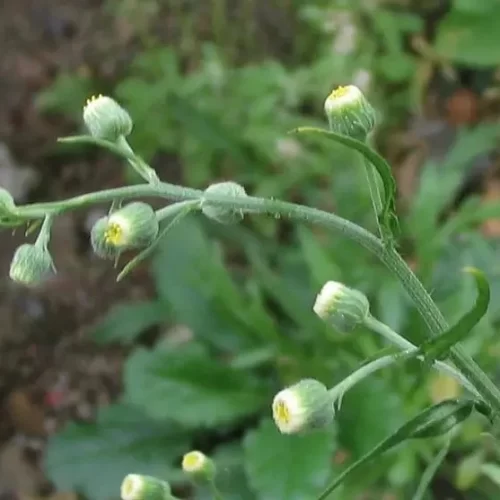 Yerba carnicera