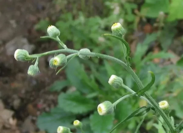 Yerba carnicera