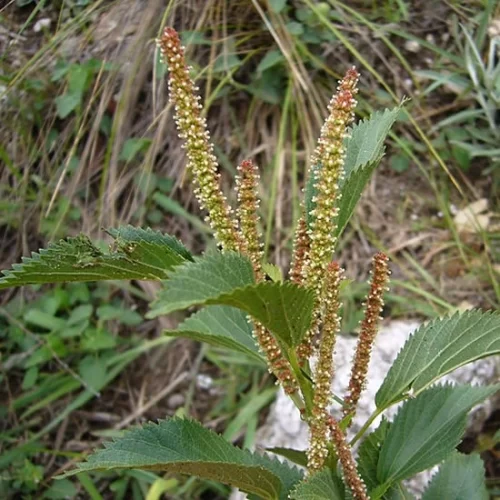 Yerba de la piedra