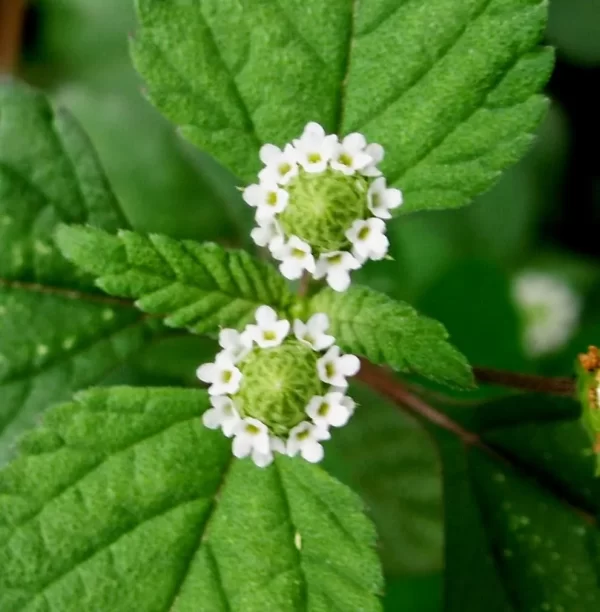 Yerba dulce