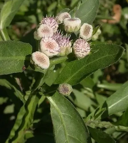 Yerba lucera
