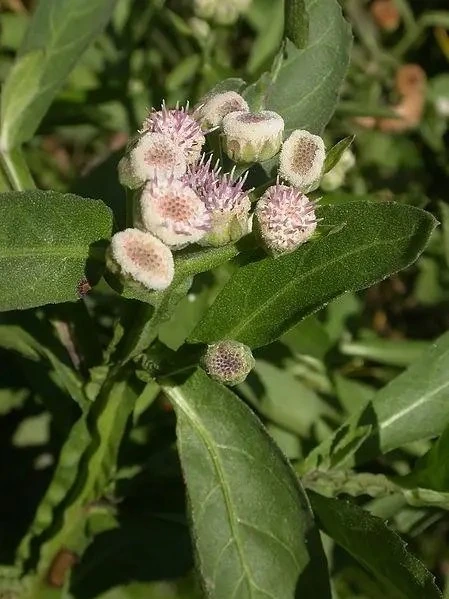 Yerba lucera