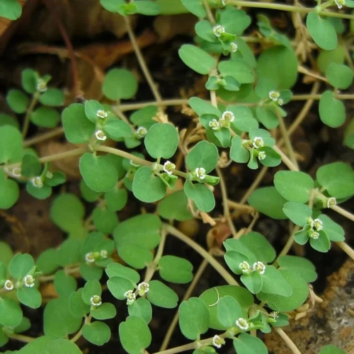 Yerba meona (arenaria)