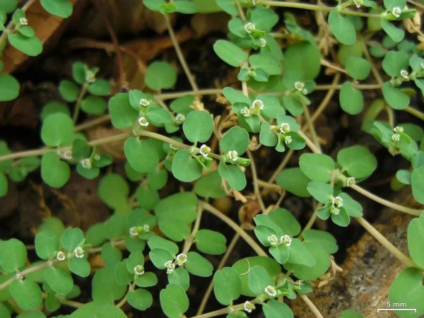 Yerba meona (arenaria)